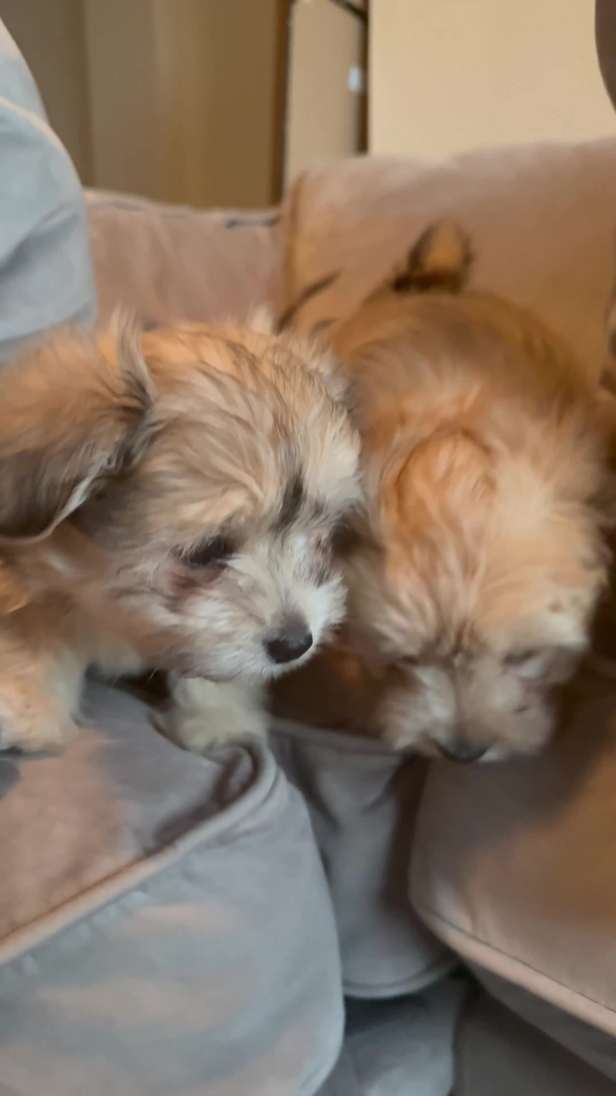Mixed Breed dogs for sale: Unique mix - Maltese x JackChi Puppies - Video 4