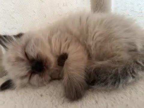 Ragdoll cats for sale: 2 beautiful ragdolls ready for their forever home - Video 2