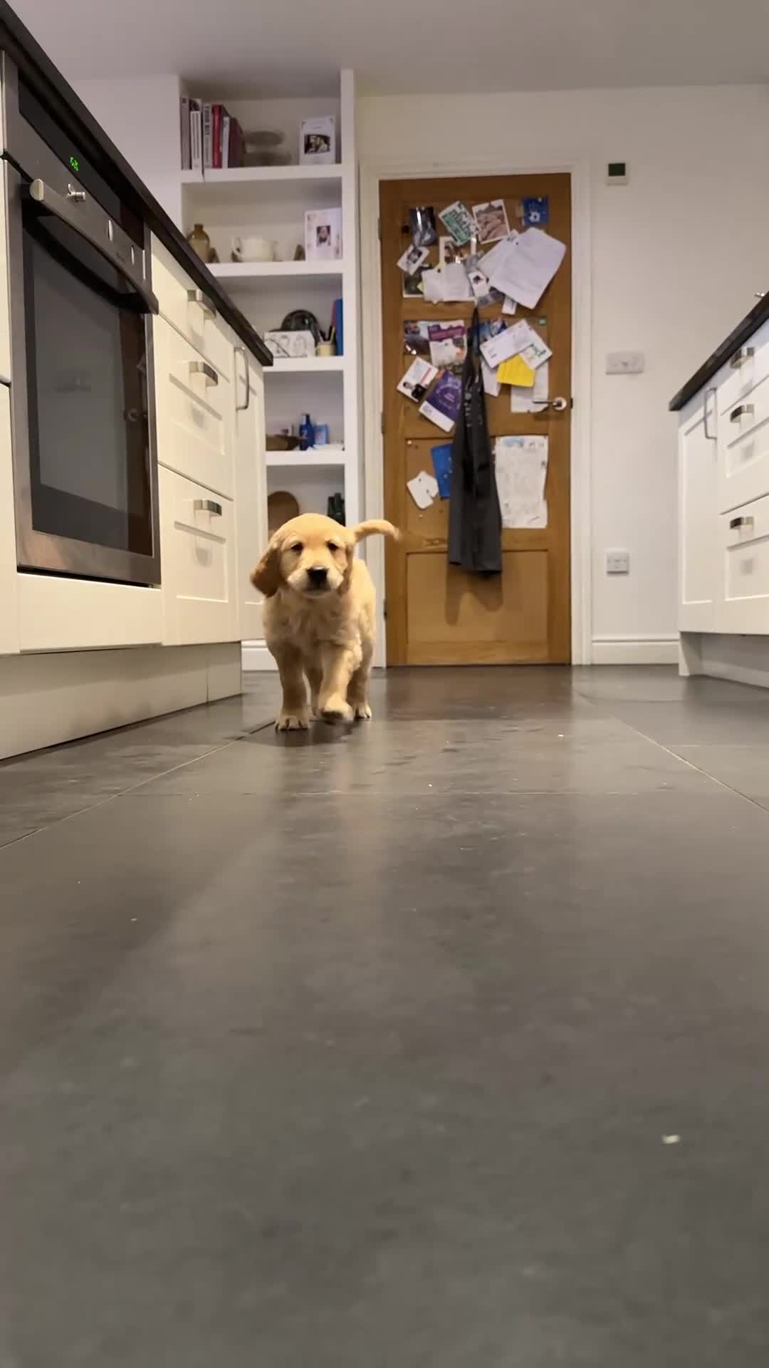 Golden Retriever dogs for sale: Golden Retriever pups for sale - Video 2