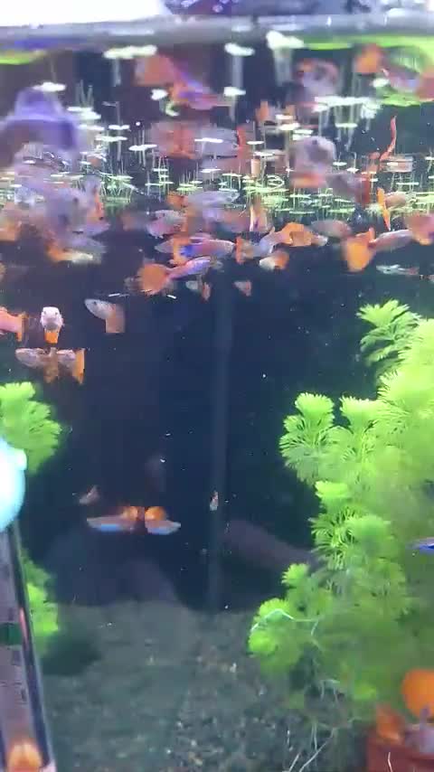 Live Bearers fish for sale: Quality Guppies, Platys, Swords, Mollies, Corys - Video 1