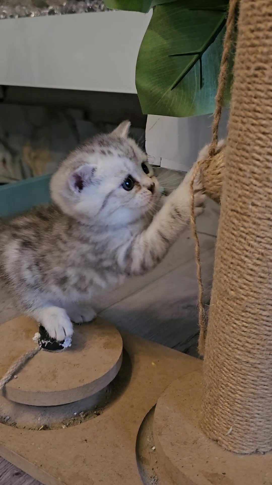British Shorthair cats for sale: ✨️✨️Tabby British Shorthair kitten✨️✨️ - Video 2