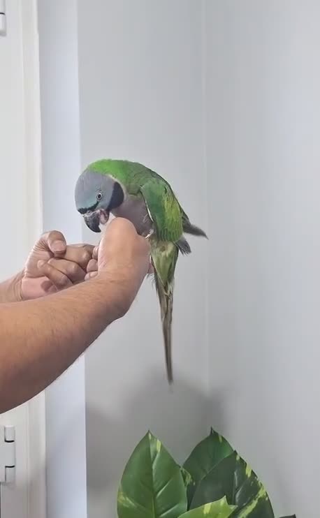 Parrots birds for sale: Beautiful hand tamed parrots for sale  - Video 2
