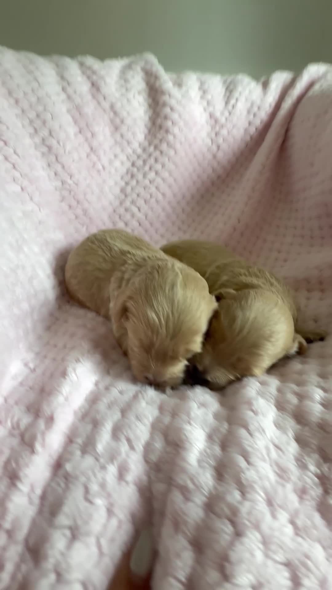 Maltipoo dogs for sale: Champagne F1 Maltipoo Puppies  - Video 3