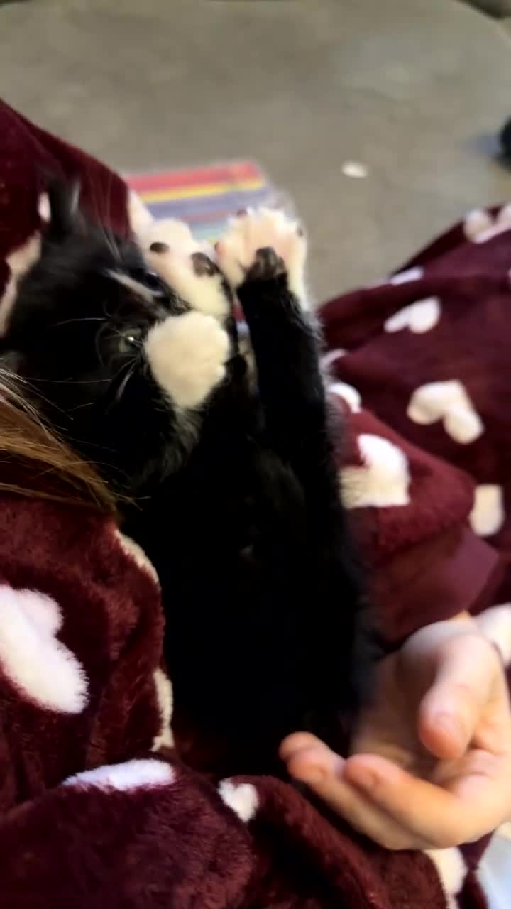 Mixed Breed cats for sale: Beautiful kitten ready for new home - Video 1