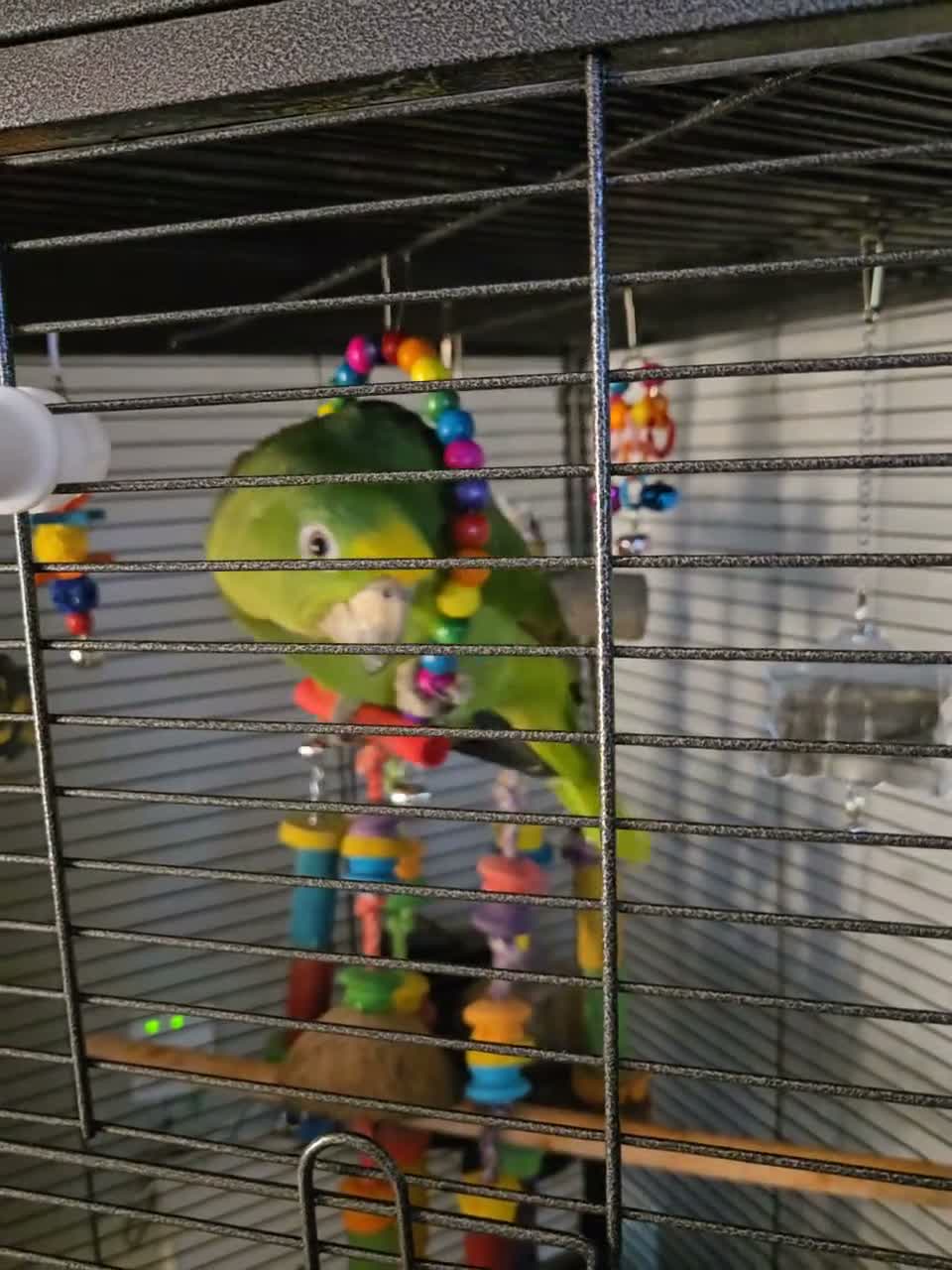 Parrots birds for sale: Panama amazon  - Video 2
