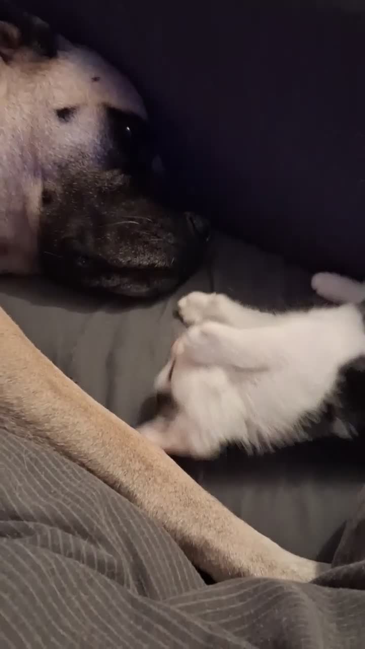 Ragdoll cats for sale: Ragdol x half Main Coon  - Video 1