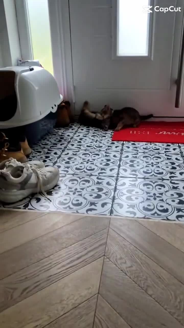 Mixed Breed cats for sale: Two Beautiful Abyssinian Cross Girls - Video 1