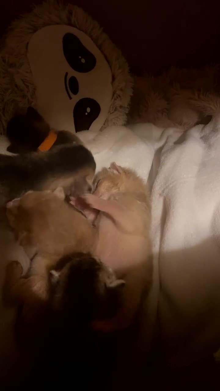 Abyssinian cats for sale: Abyssinian kittens 🐾 - Video 5