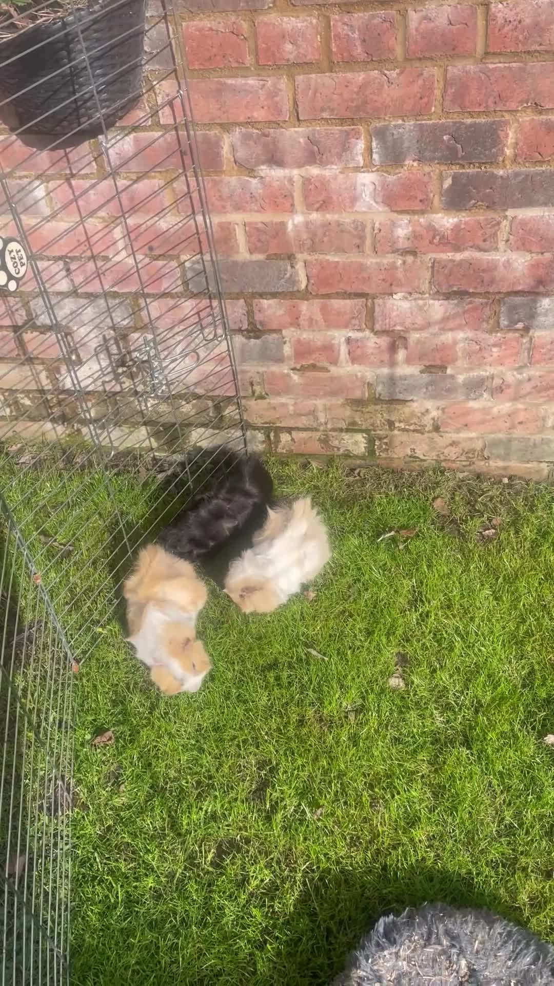 Guinea Pig rodents for sale: 3 Male Guinea pigs 15 months old - Video 1