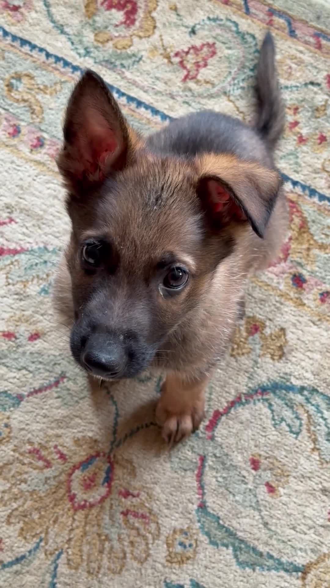 German Shepherd dogs for sale: 9 week old German Shepherd Puppy - Loki  - Video 2