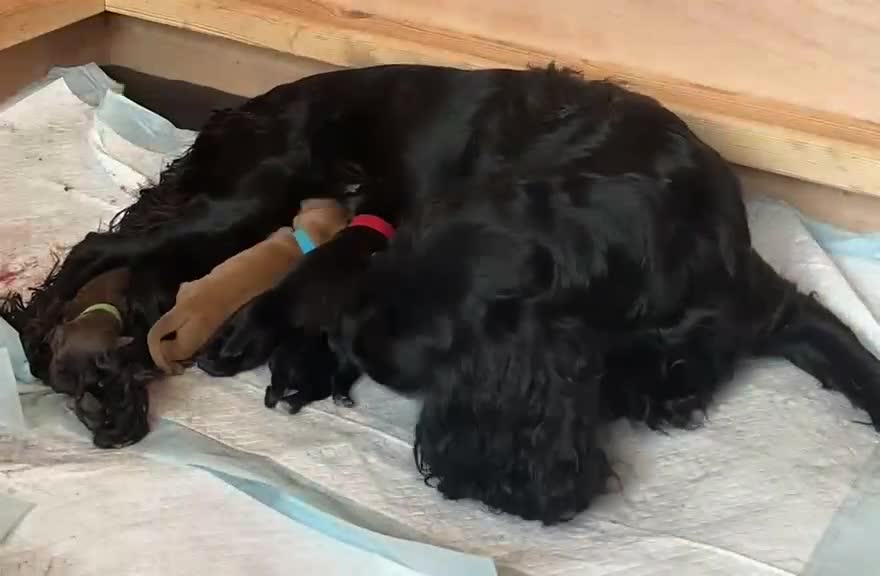 Cocker Spaniel dogs for sale: Working Cocker Spaniel Puppies - Video 1