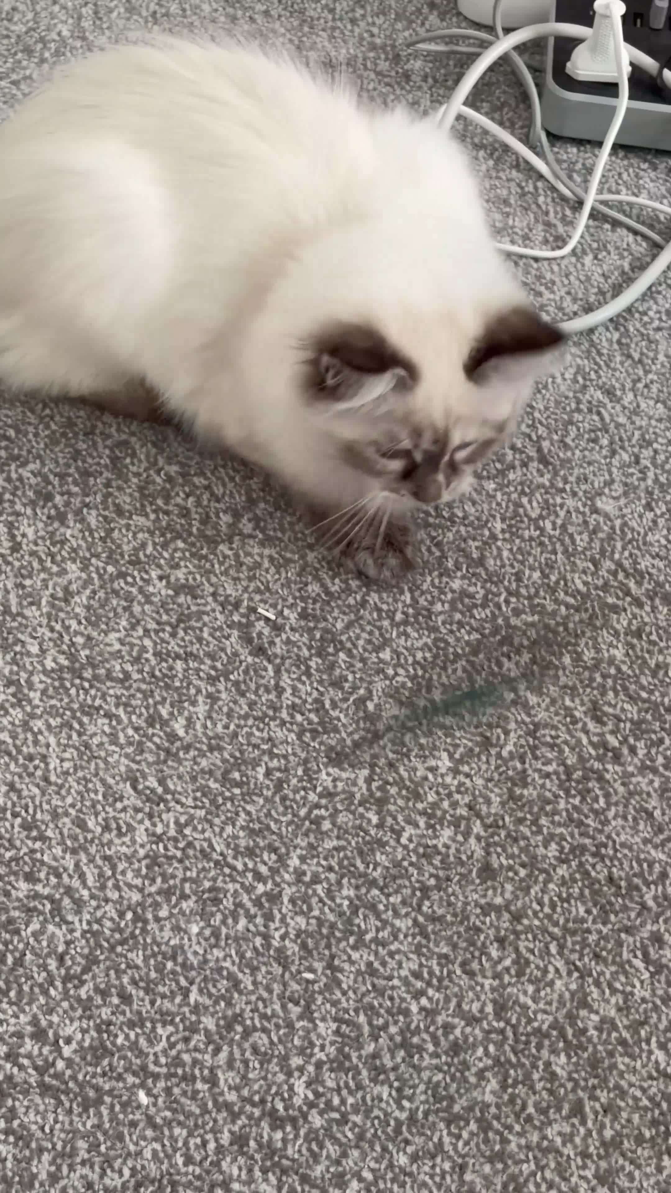 Siberian cats for sale: 🏆Champion line Kitten rehome - Video 2