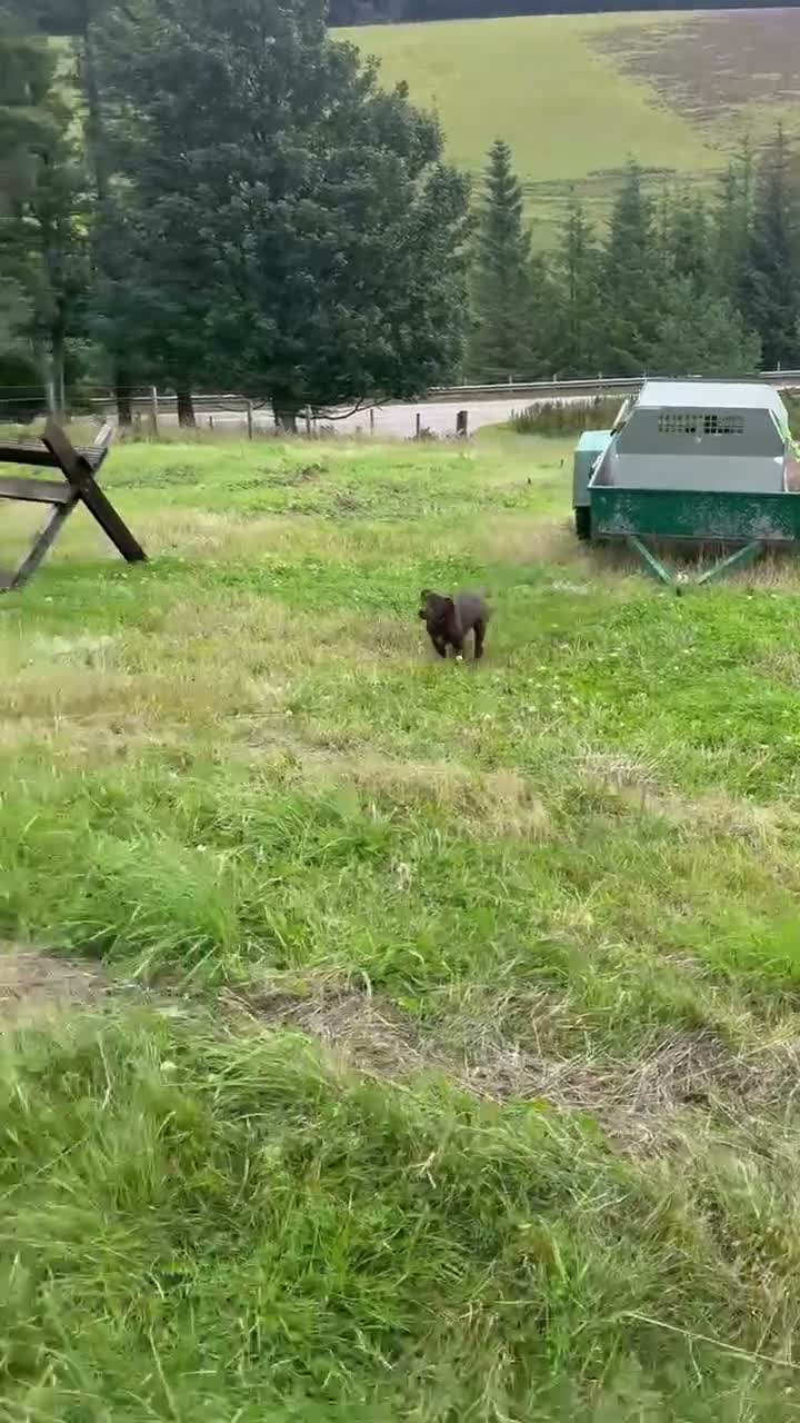 Mixed Breed dogs for sale: BITCH NOW AVAILABLE! GWP X Labrador puppies - Video 1