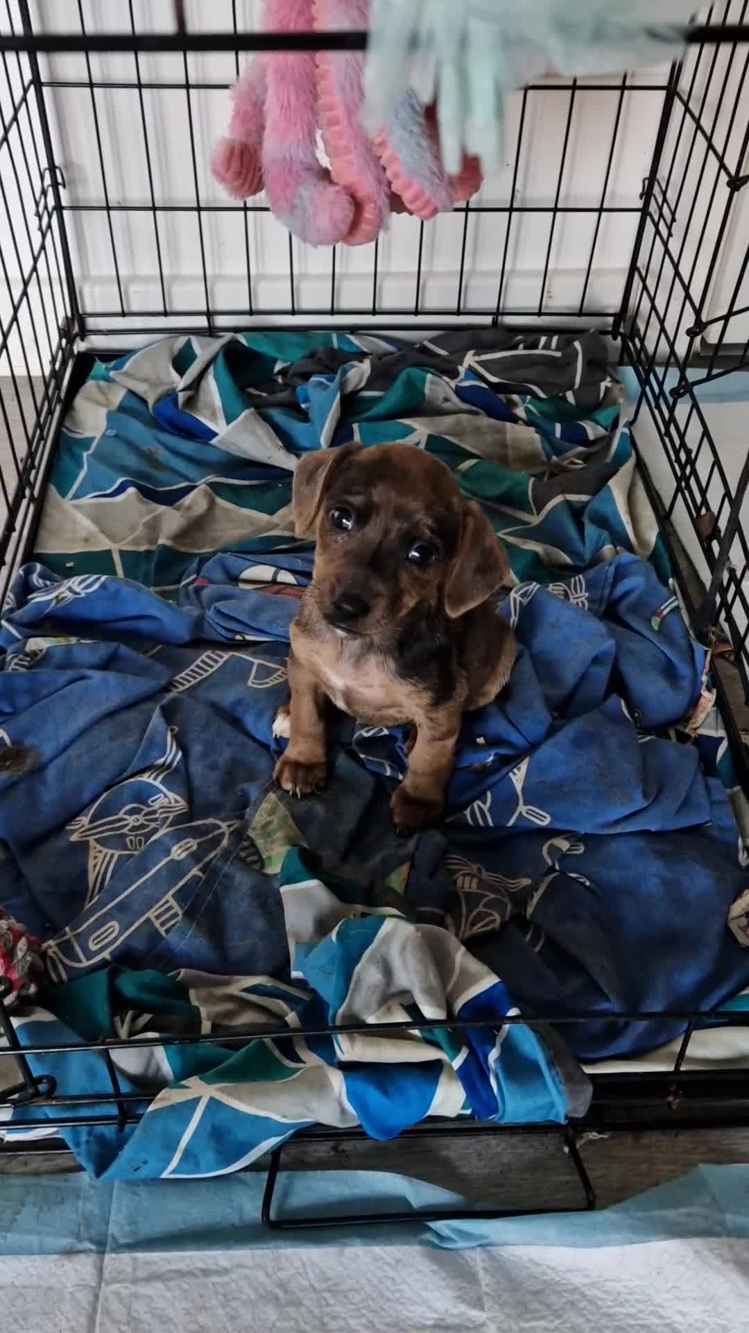 Mixed Breed dogs for sale: 1 brown female left 3/4 jack russsel 1/4 cockapoo - Video 1