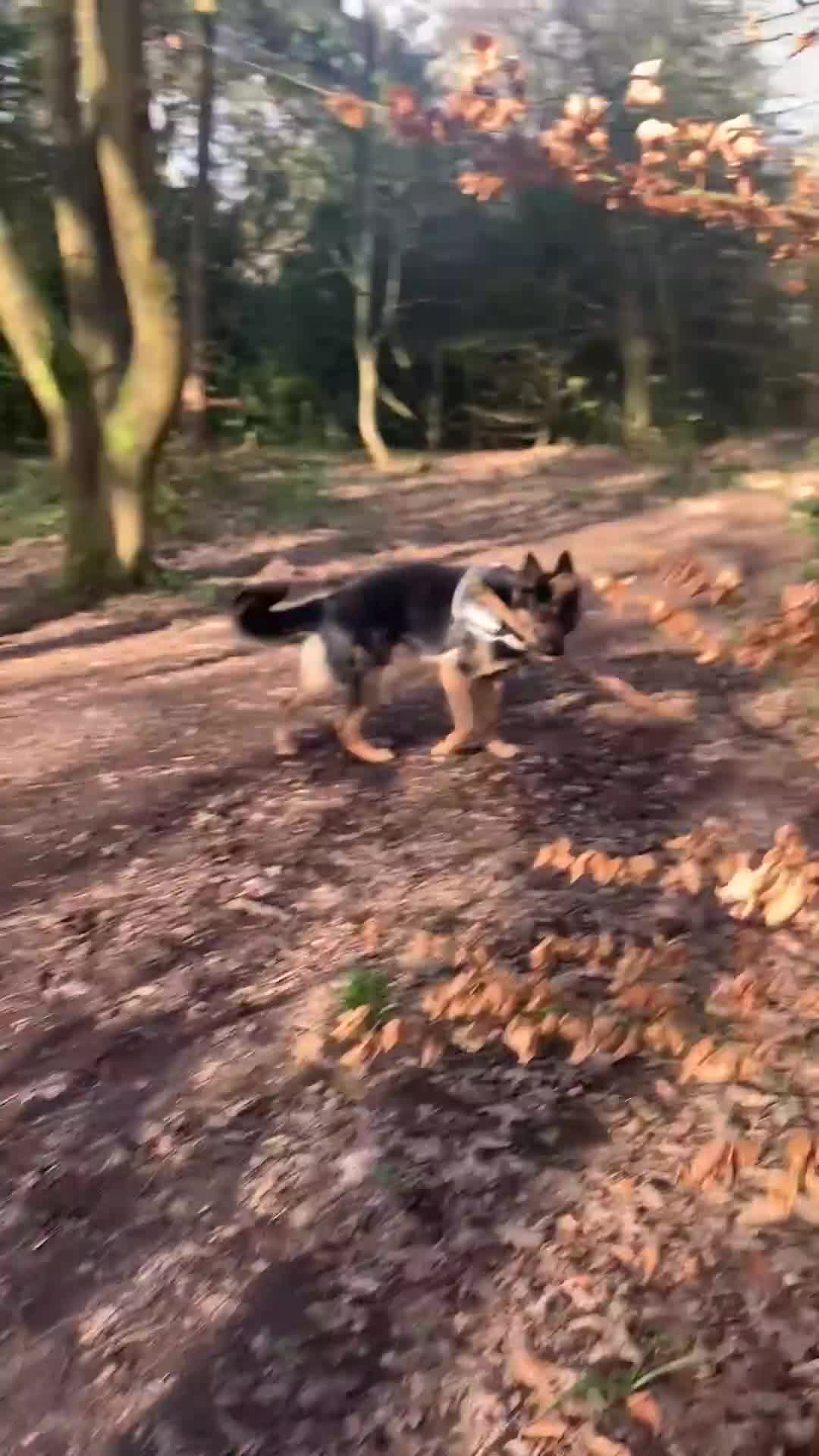German Shepherd dogs for sale: 4 year old German Shepard..  in Liverpool - Video 1