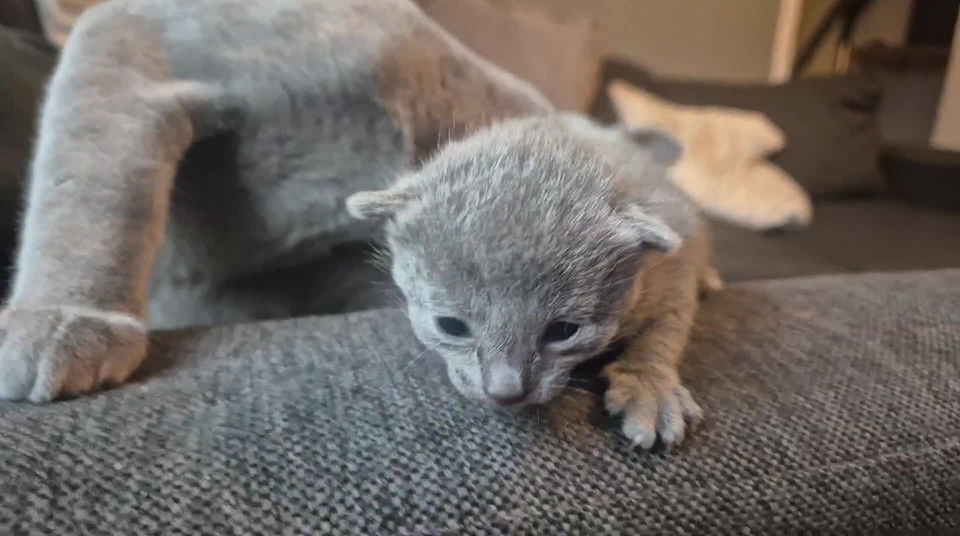 Russian Blue cats for sale: Pure Russian blue kittens 💙 🩵 😸 Last One Boy  - Video 4