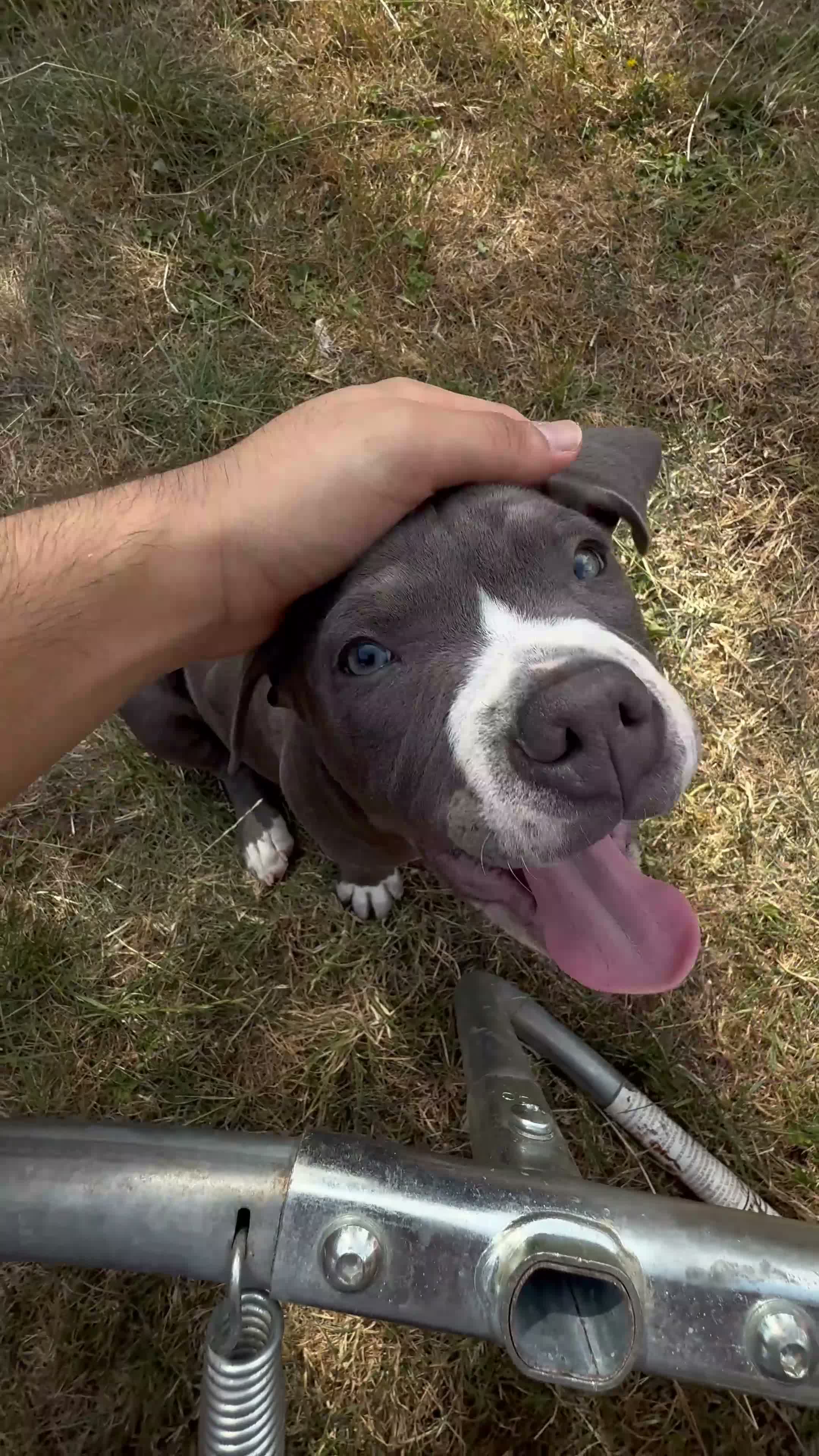 American Bully dogs for sale: Young American Bully Looking for a Loving Home in London - Video 2