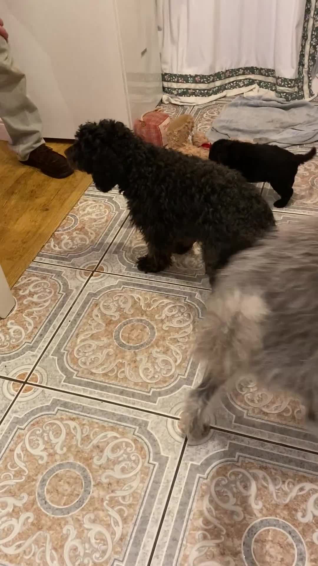 Mixed Breed dogs for sale: COCKERPOO/BEDLINGTON GIRL PUPPY!!!❤️ - Video 1