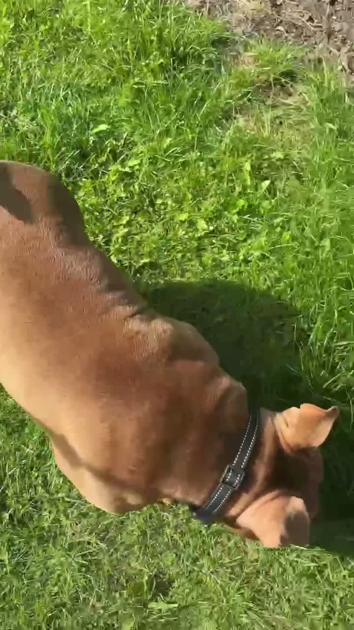 American Bully dogs for sale: Rolo (tri-choc pocket bully) in Bolton - Video 1