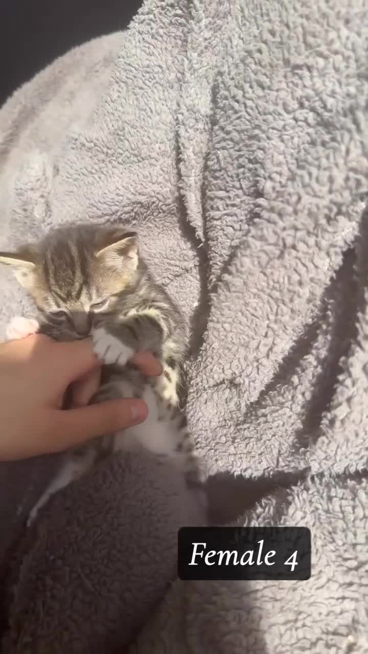 Mixed Breed cats for sale: Bengal, tabby x maincoon, British litter available in Brentford - Video 4