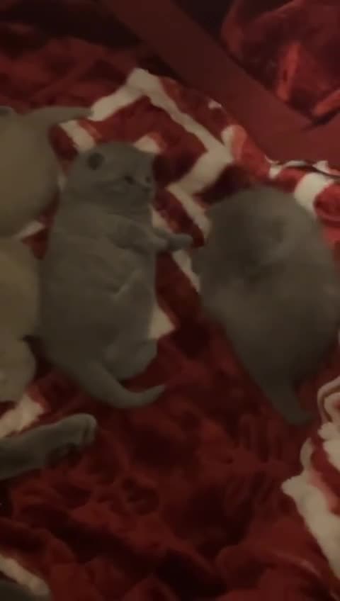 British Shorthair cats for sale: Four stunning British shorthair kittens  - Video 3