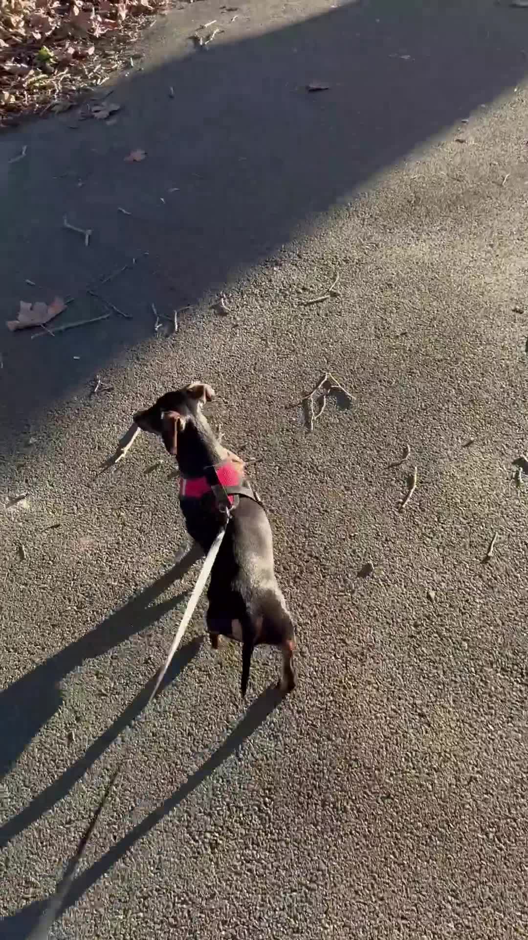 Dachshund dogs for sale: Miniature Daushund Dino 4 Years old - Video 1