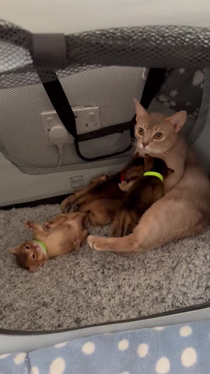 Abyssinian cats for sale: Abyssinian kittens 🌟😻🌟 - Video 1