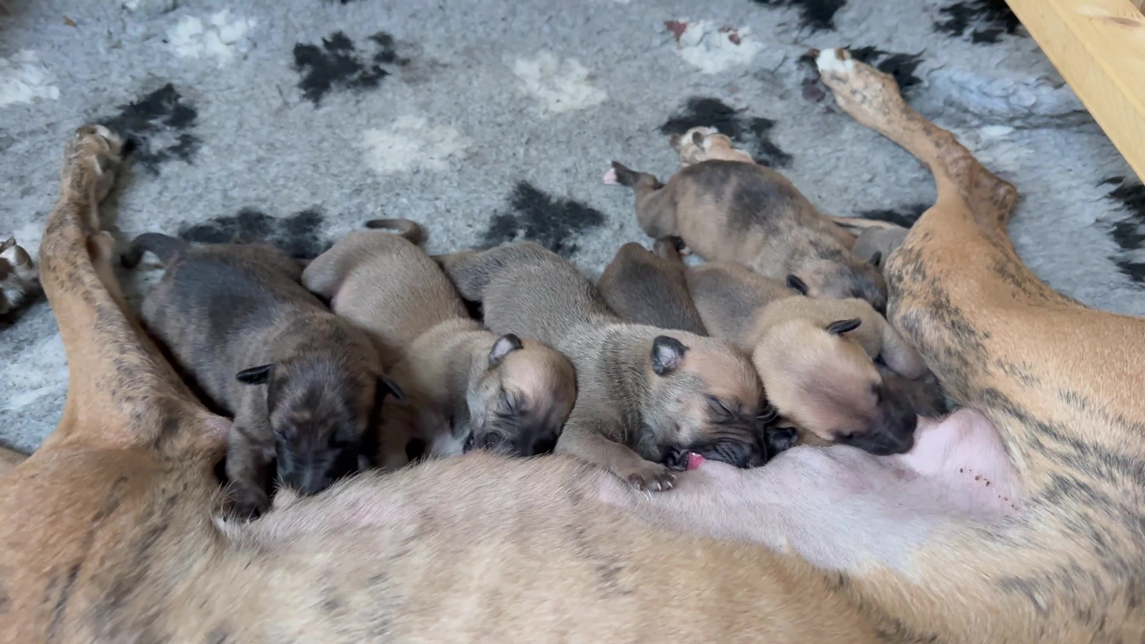 Greyhound dogs for sale: They have arrived! Hungary Greyhound  - Video 1