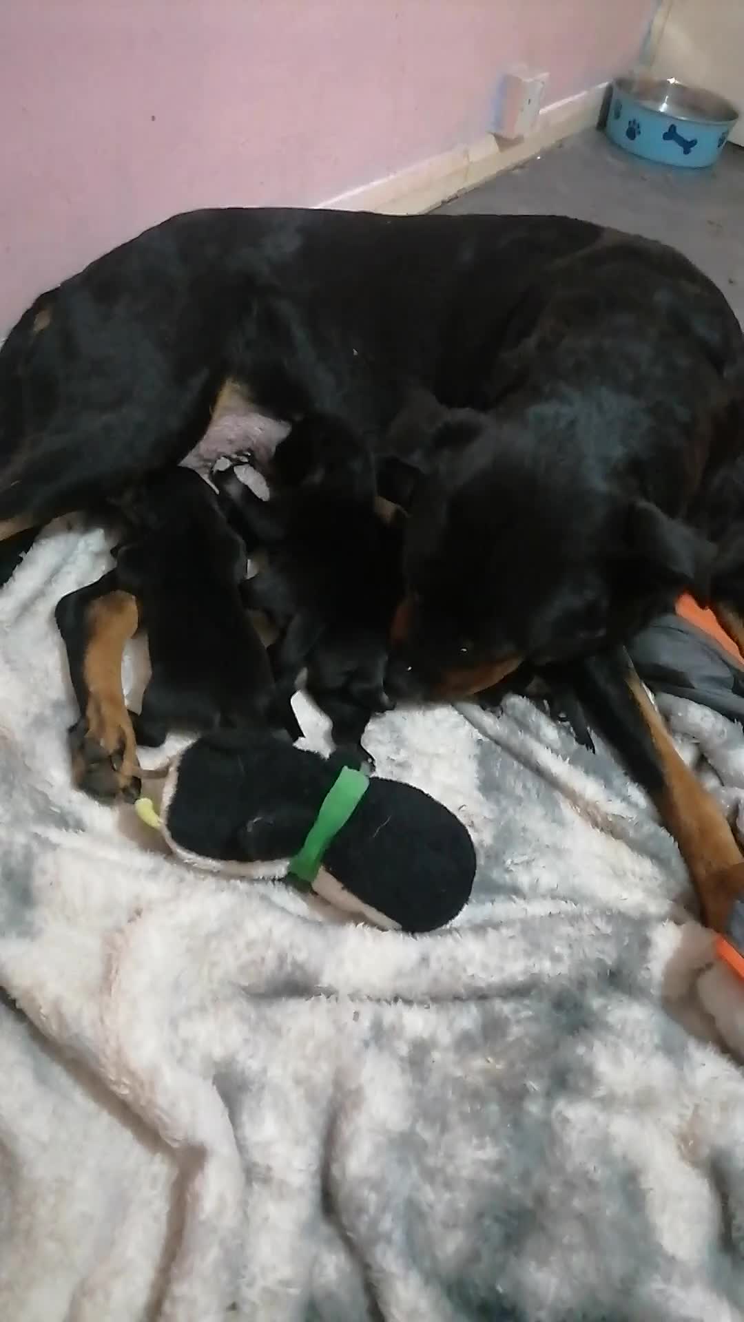 Mixed Breed dogs for sale: Rottsky puppies for sale  - Video 3
