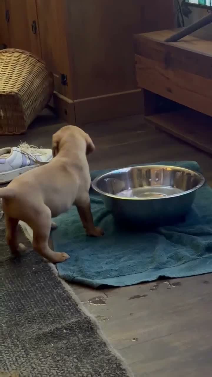 Mixed Breed dogs for sale: Fox Red Labrador / Hungarian Vizsla pups  - Video 4