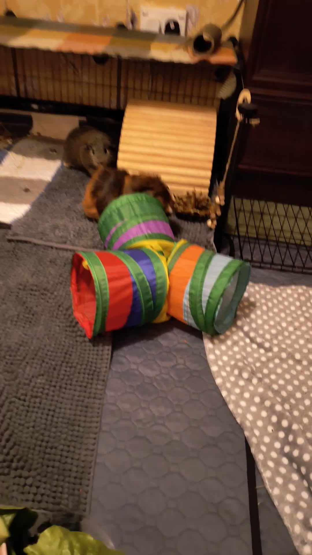 Guinea Pig rodents for sale: Two bonded male guinea pigs  - Video 1