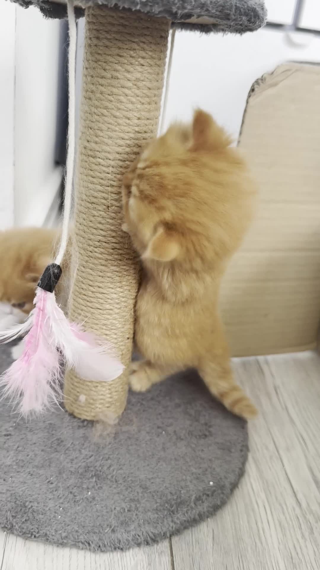 British Longhair cats for sale: Adorable British Longhair kittens - TICA registred - Video 2