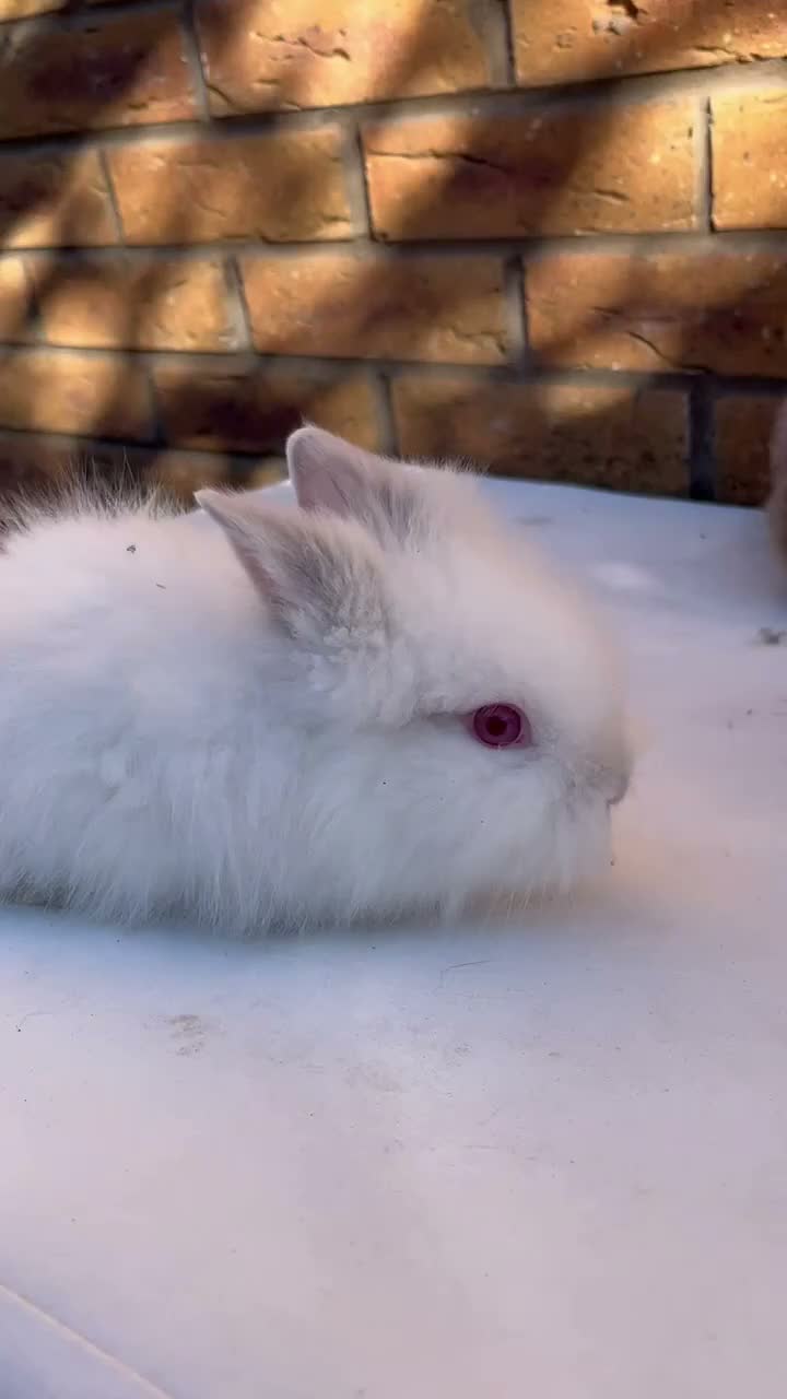 Lionhead rabbits for sale: 🐰 Full Double Main Lionhead Bunnies 🐰  - Video 1