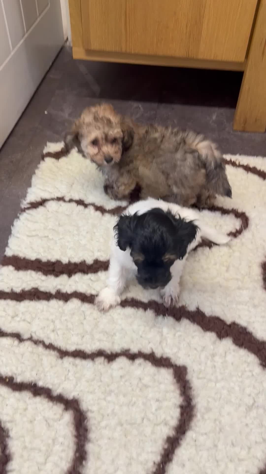 Chipoo dogs for sale: Rare Phantom Toy poodle in Farnborough - Video 2