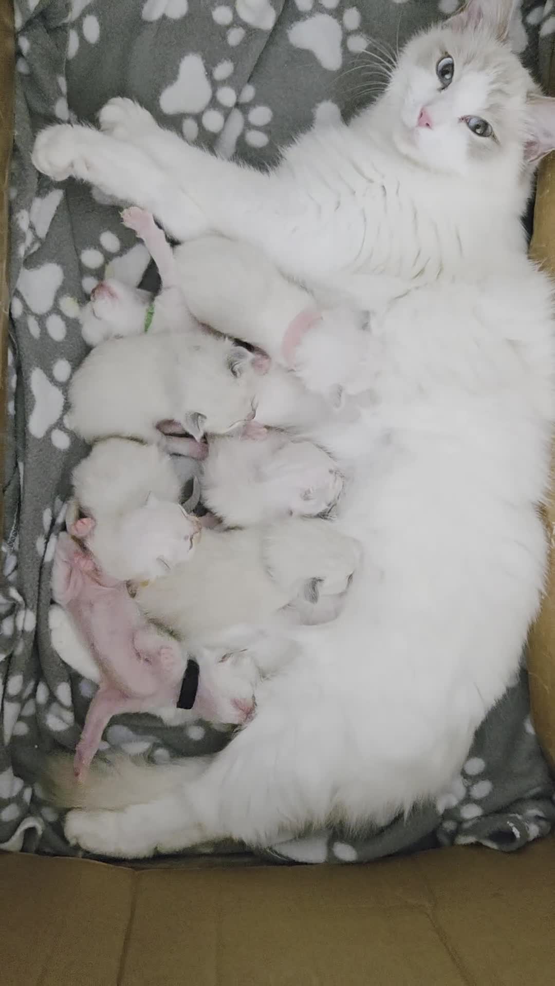 Ragdoll cats for sale: EXTENSIVELY HEALTH TESTED GCCF RAGDOLL KITTENS - Video 1