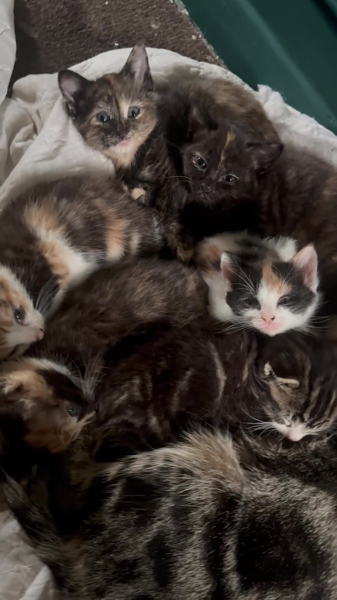 Mixed Breed cats for sale: 6 Mixed Gender Kittens Available  in West Drayton - Video 1