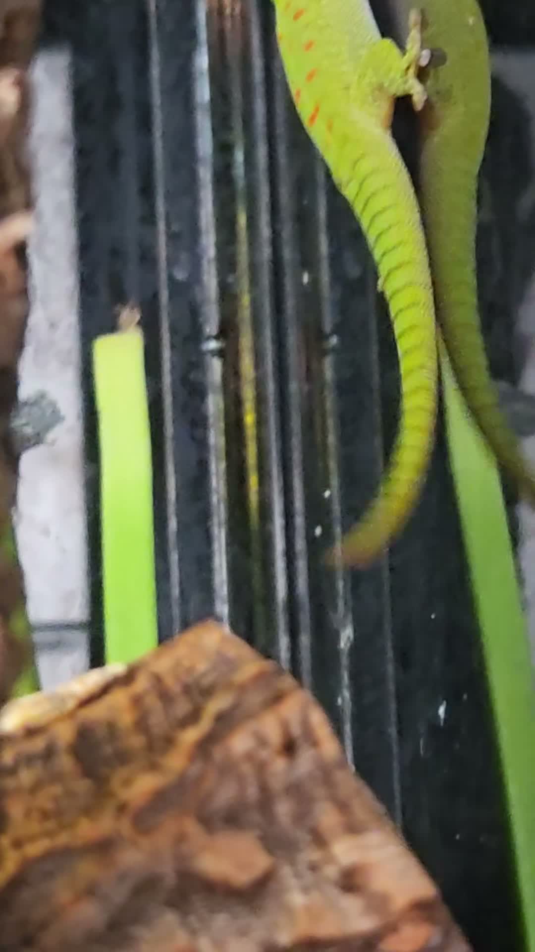 Gecko reptiles for sale: Giant day gecko babies!!  - Video 1