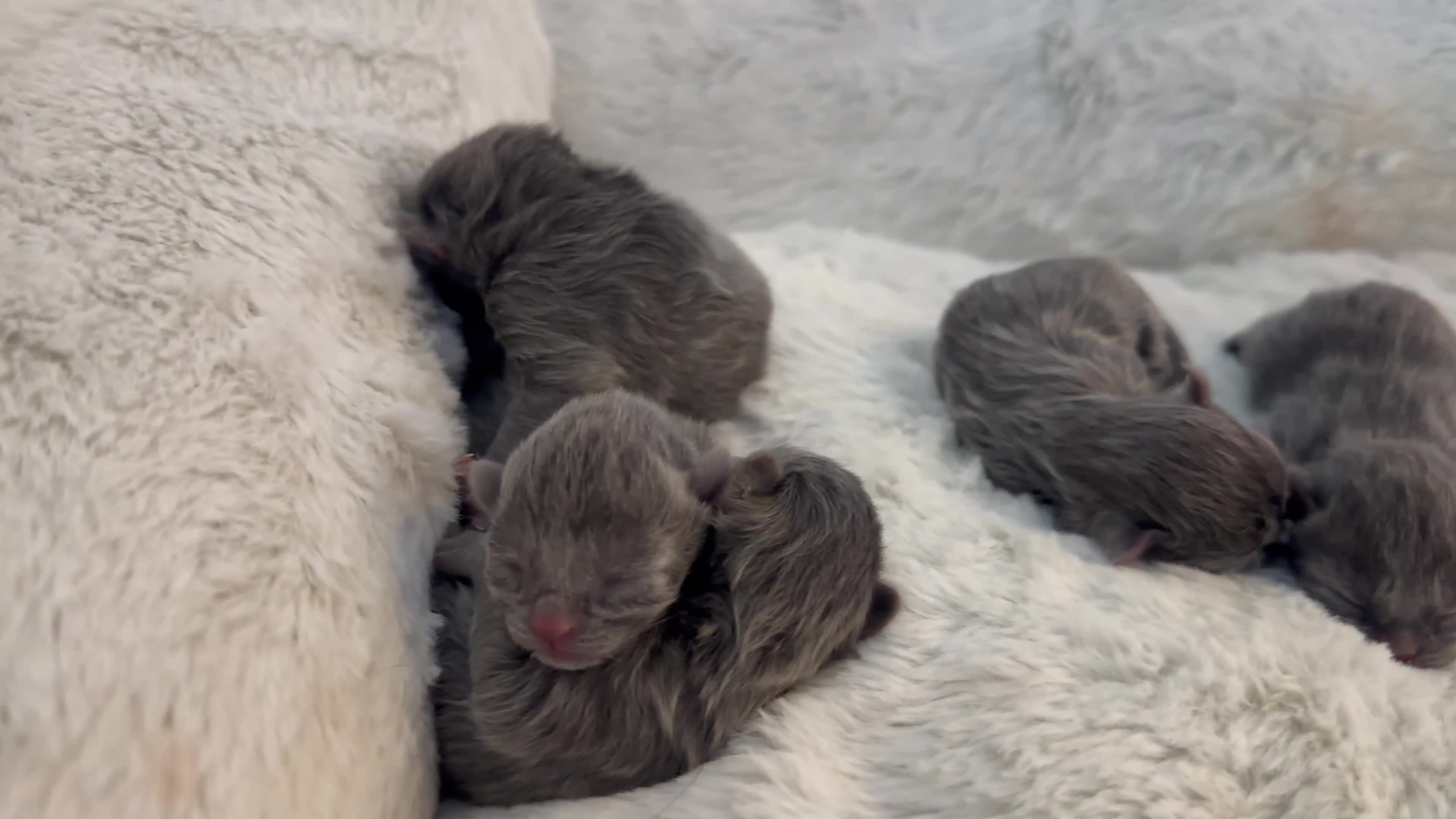 British Shorthair cats for sale: Baby blue kittens  in Tonbridge - Video 1