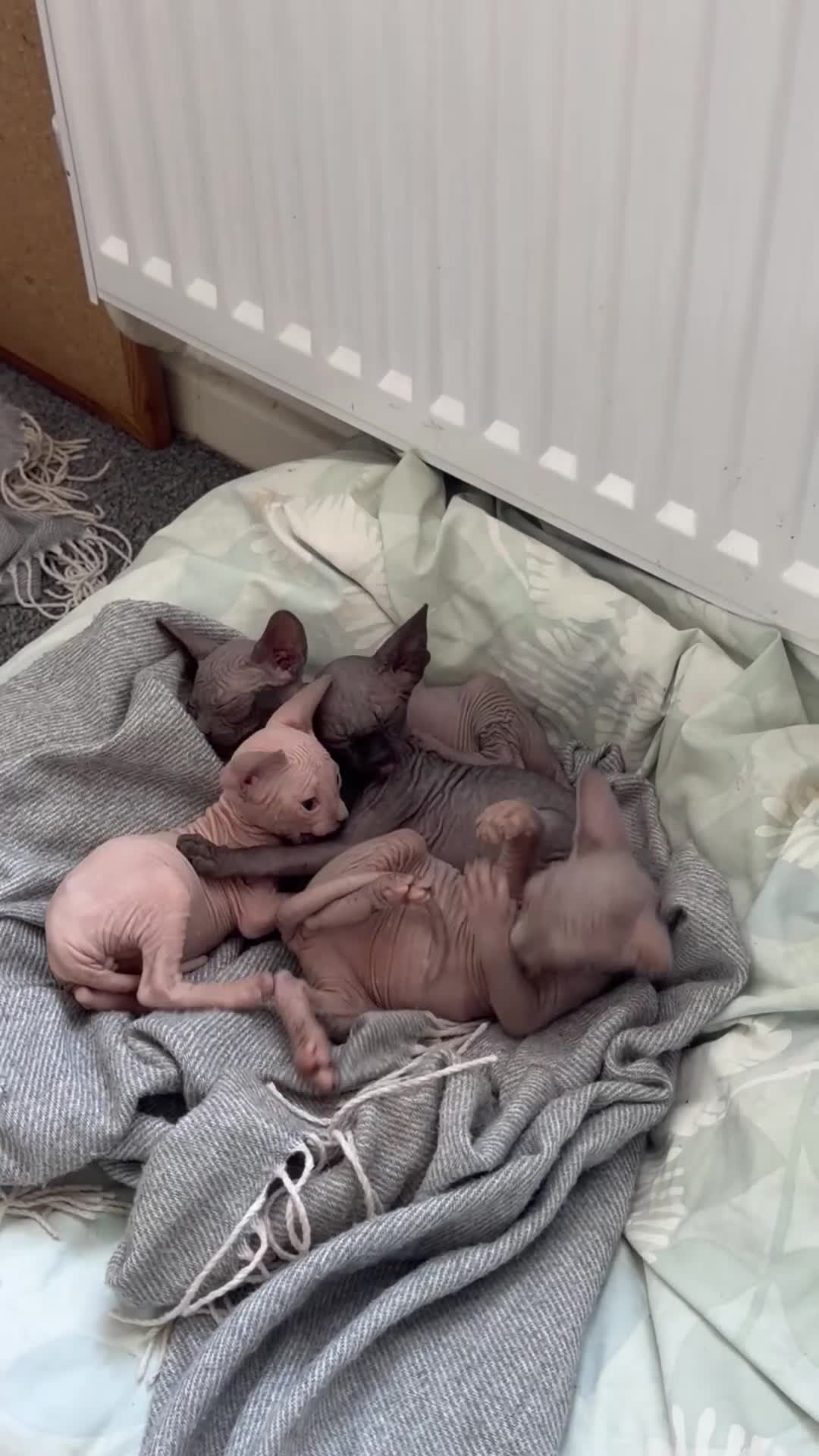 Sphynx cats for sale: New Sphynx Litter Available Now! - Video 1