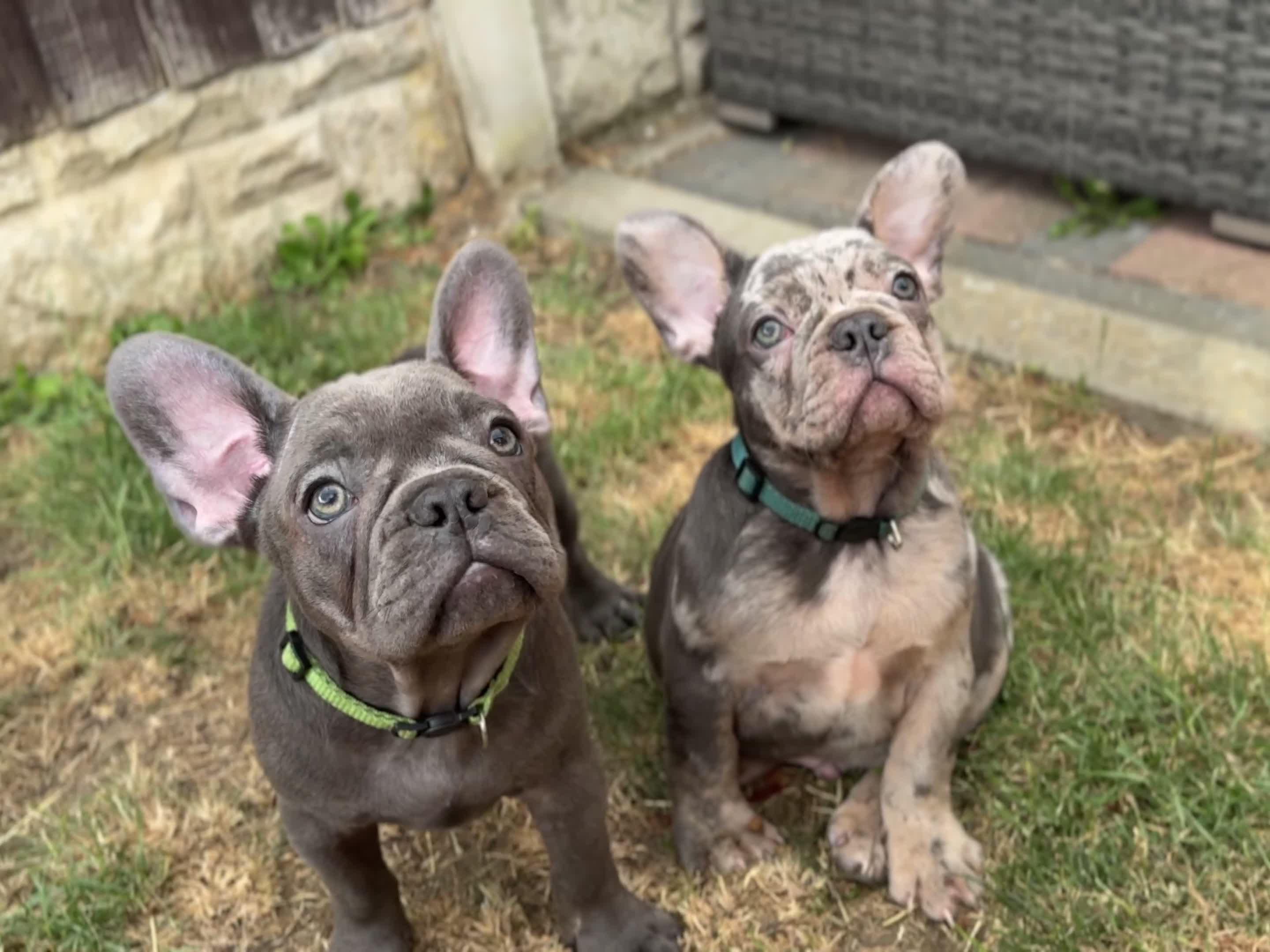 French Bulldog dogs for sale: French Bulldog Puppies with 3 Vaccines Included in Walton-on-Thames - Video 3