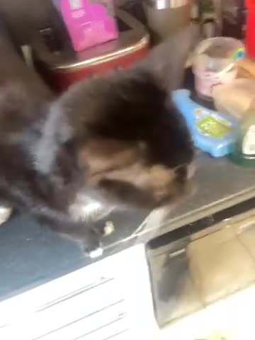 Mixed Breed cats for sale: Two beautiful female kittens in Torpoint - Video 2