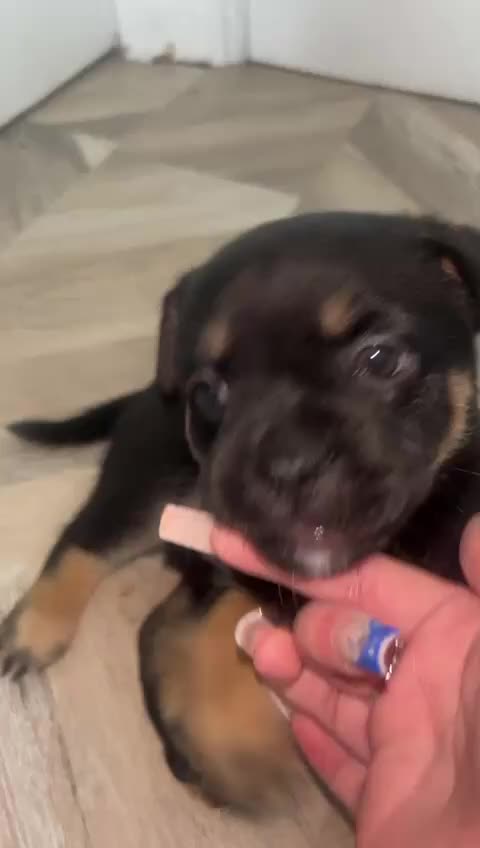 Mixed Breed dogs for sale: French pomerdogs  - Video 1
