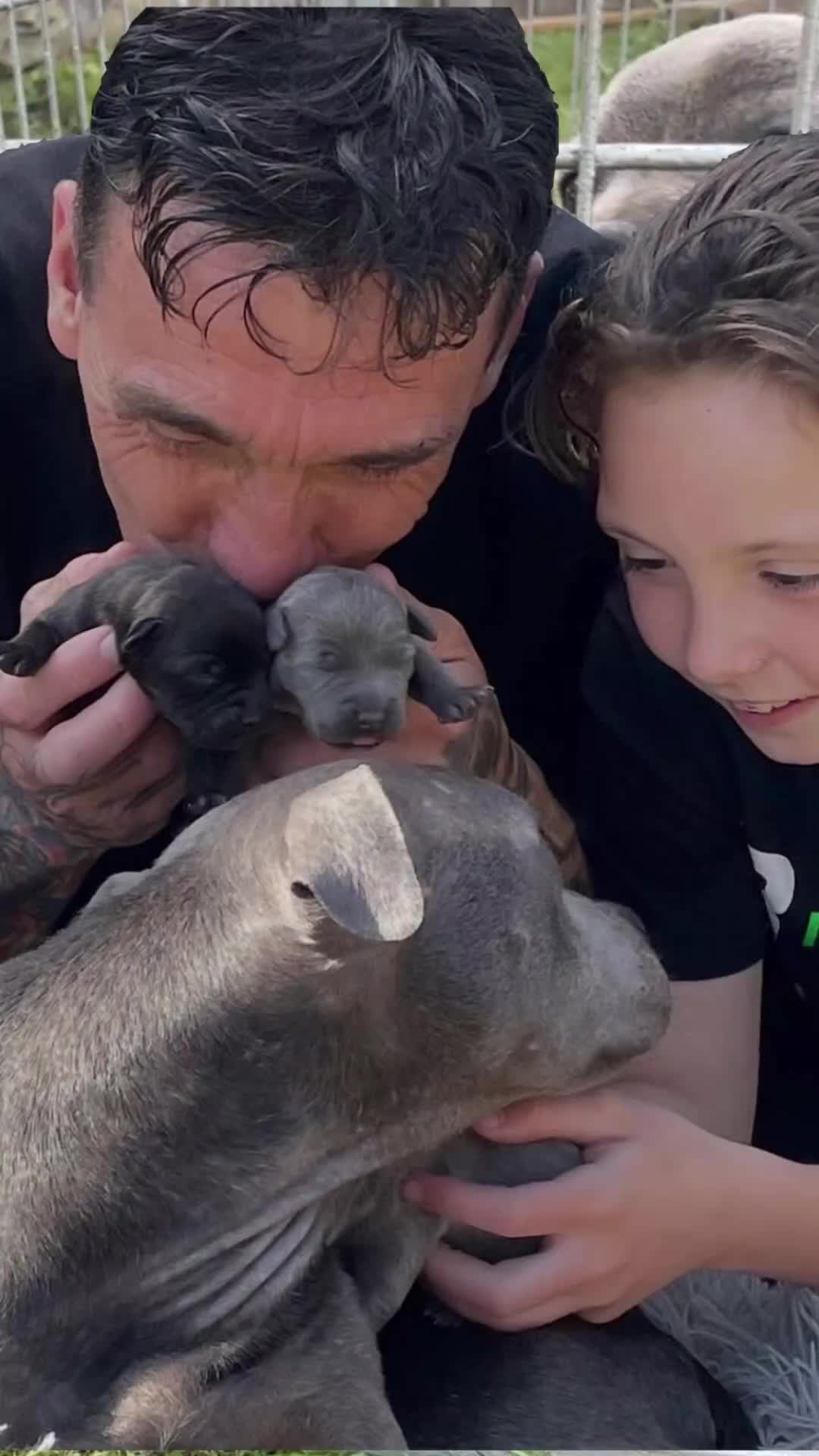 Staffordshire Bull Terrier dogs for sale: Beautiful blue black brown brindle SBT🔥❤️🔥 - Video 1
