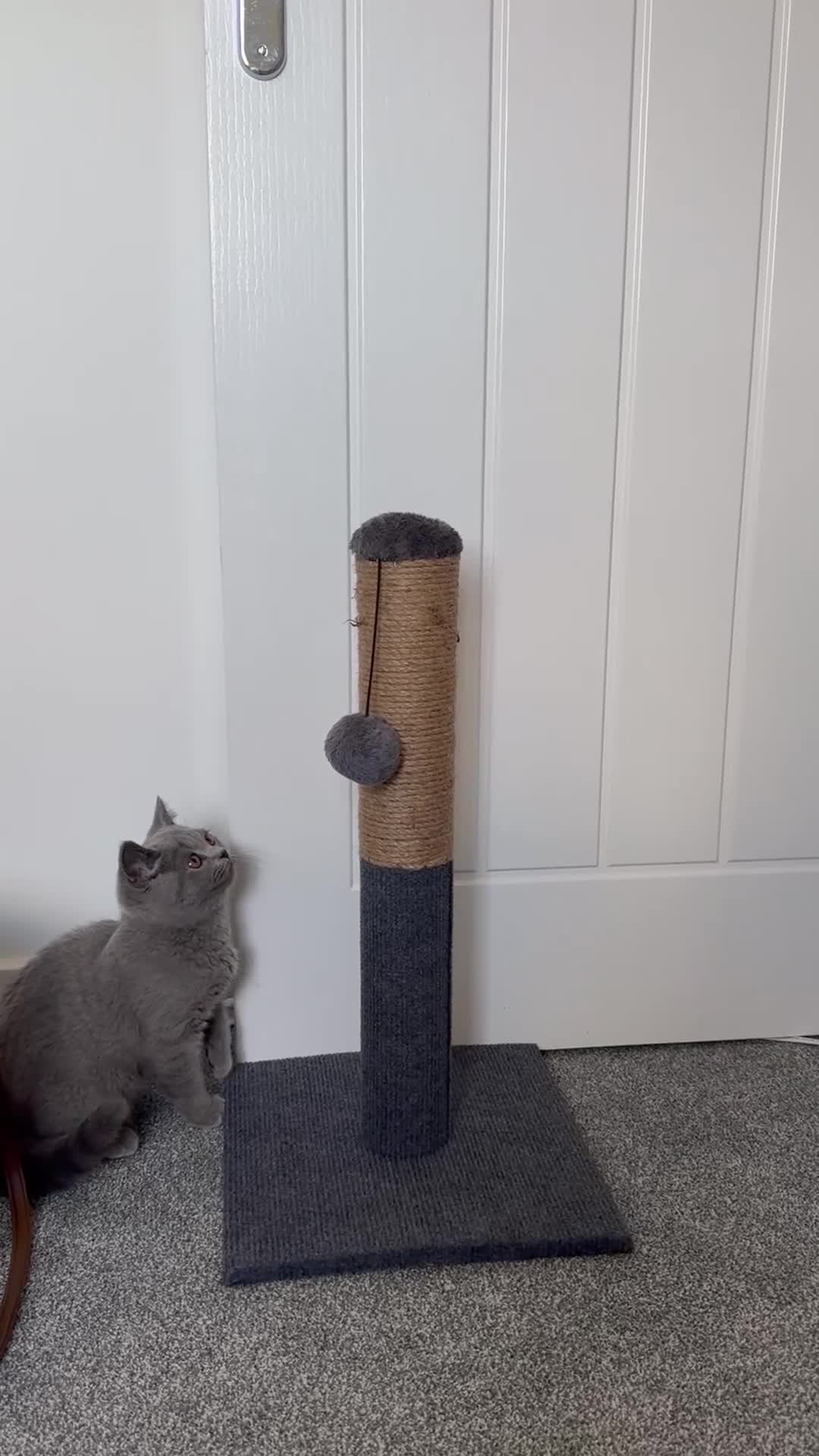 British Shorthair cats for sale: British shorthair for adoption - Video 1