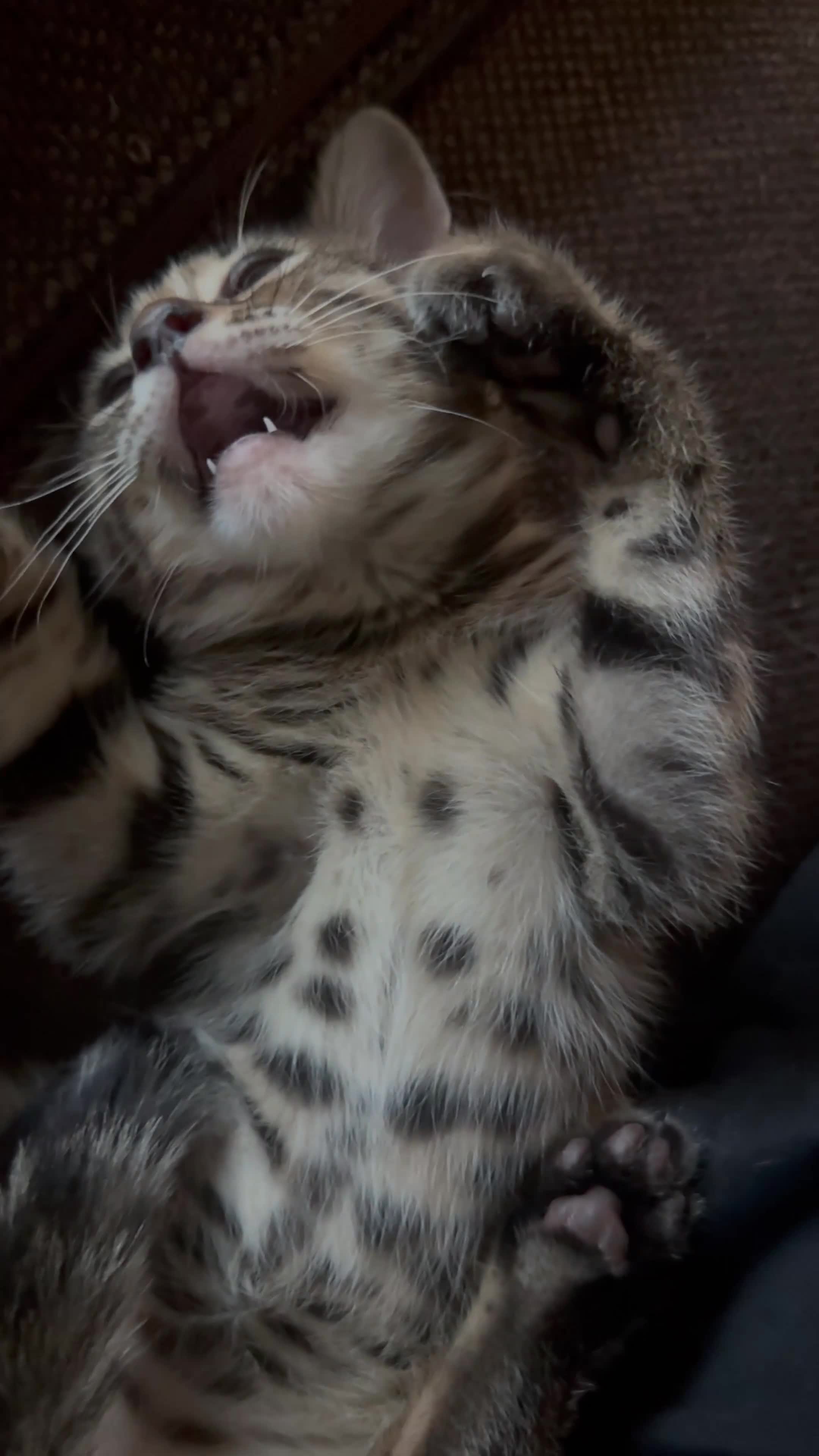 Bengal cats for sale: 8 weeks old full bengal kitten  in Erith - Video 2