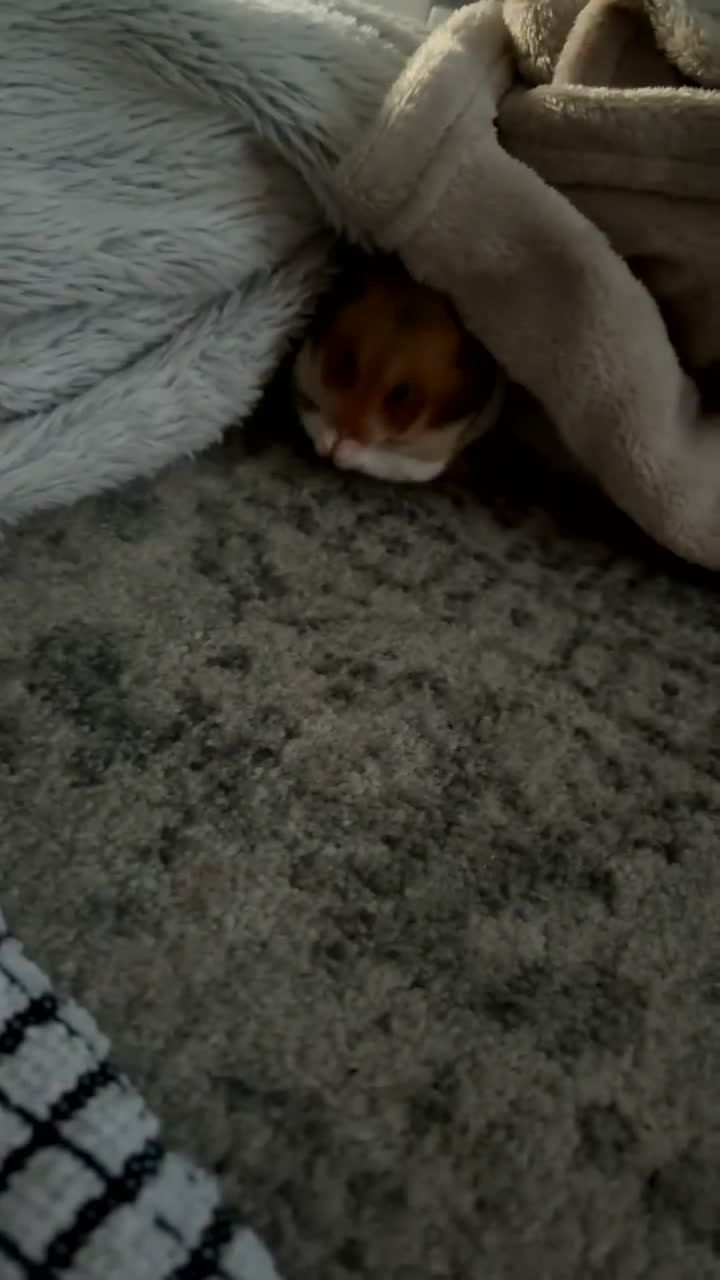 Hamster rodents for sale: Syrian Hamster in Roslin - Video 1