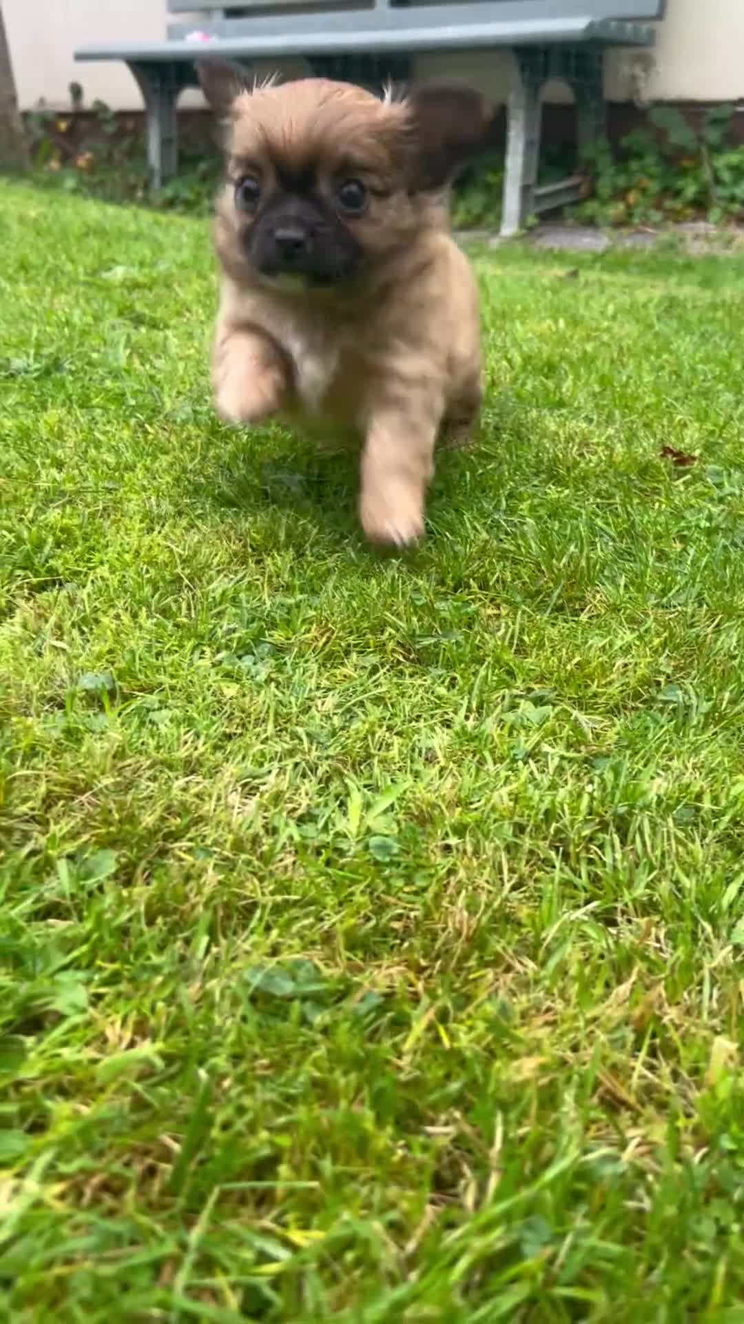 Chihuahua dogs for sale: 2 long haired male puppies 🐶  - Video 3