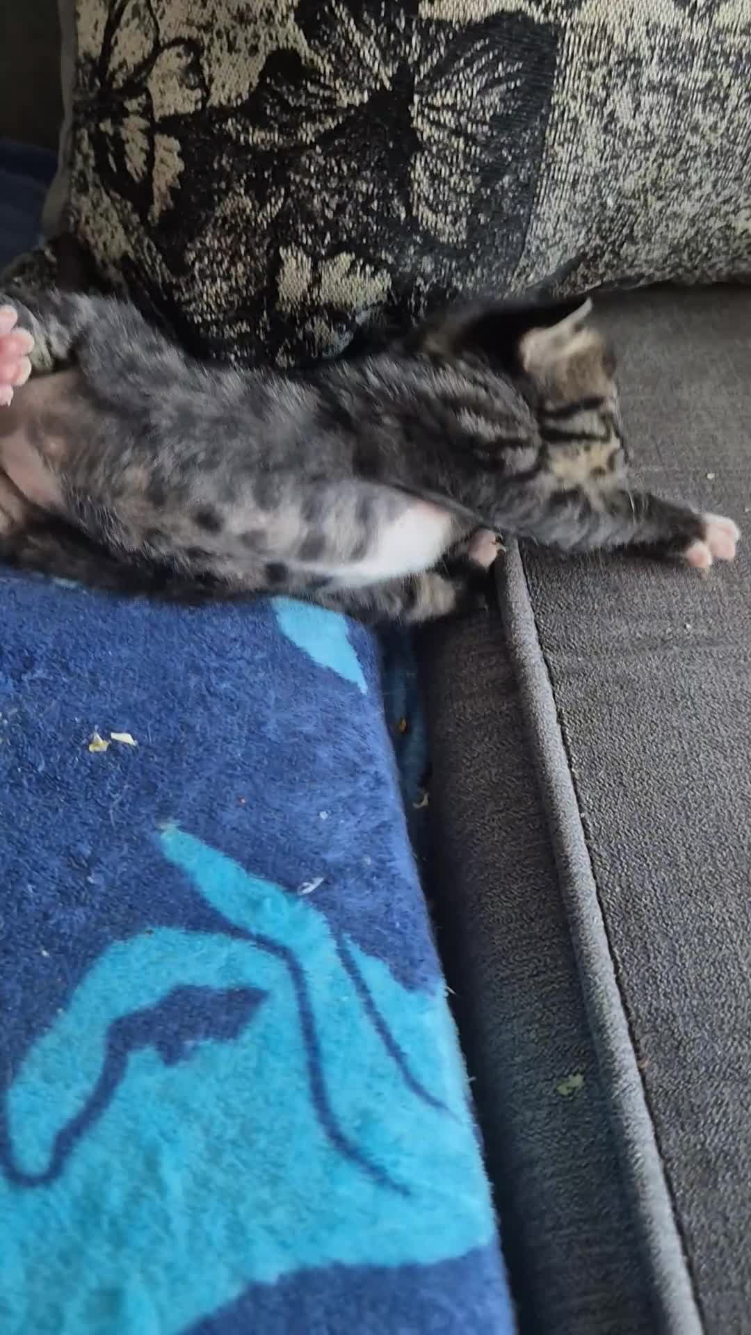 Savannah cats for sale: Savannah kittens ready to leave 24th October  - Video 1