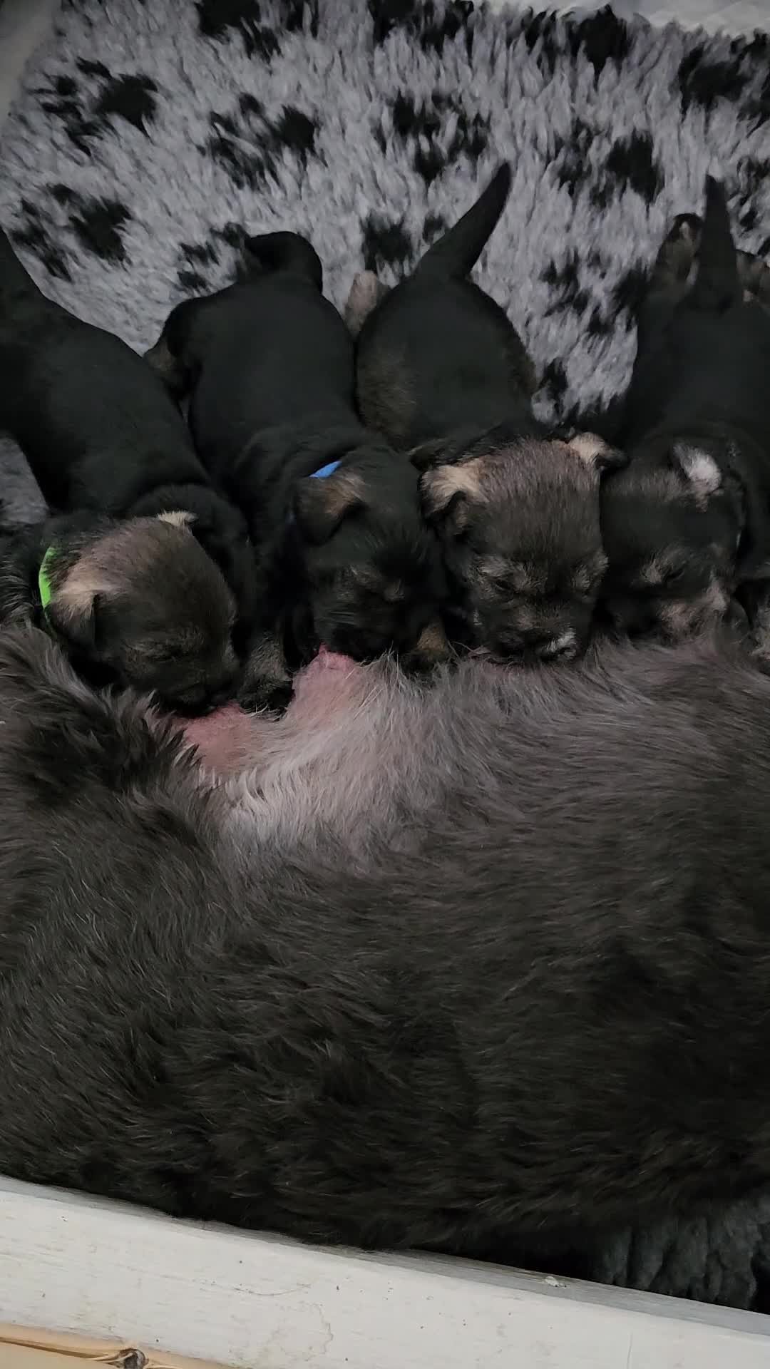 Miniature Schnauzer dogs for sale: ⭐Exceptional Home-Reared Miniature Schnauzer Pups⭐ - Video 1