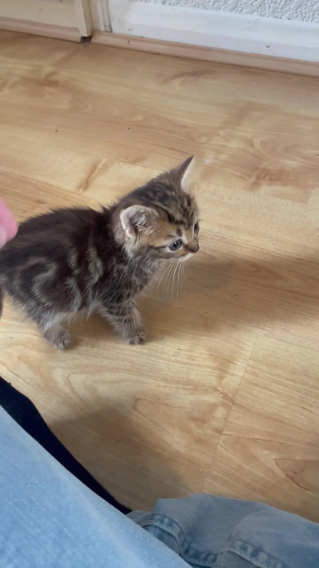 Domestic Shorthair cats for sale: 2 cute boy kittens looking for a forever home - Video 2